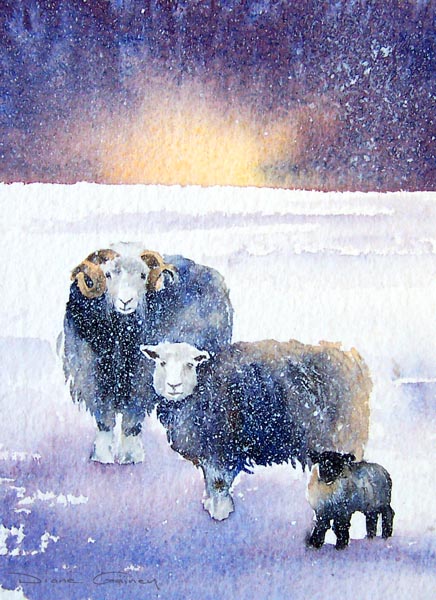 Herdwick - Sheep - Viridian - Diane Gainey