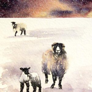 Swaledale in snow - Sheep - Viridian - Diane Gainey